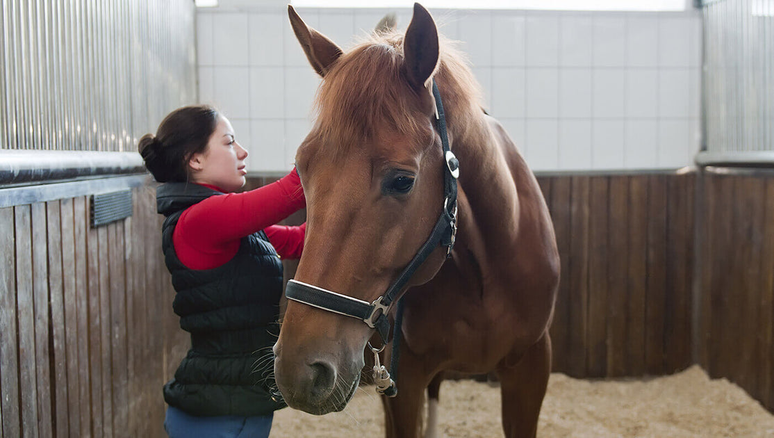 Equine Massage Guns A Guide to Choosing the Right One for Your Horse