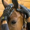 Load image into Gallery viewer, Hands On Grooming Gloves Black (Adult) - HorseCares® USA, UK

