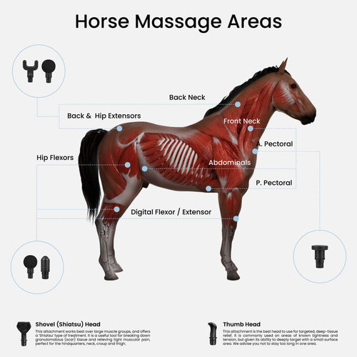 Horse massage gun application points diagram